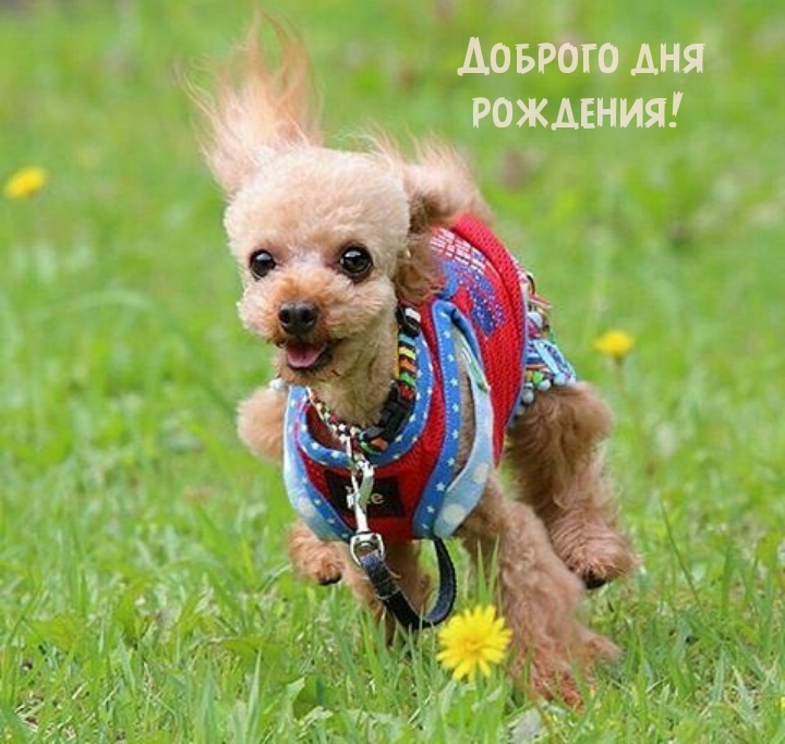 Доброго дня рождения! 