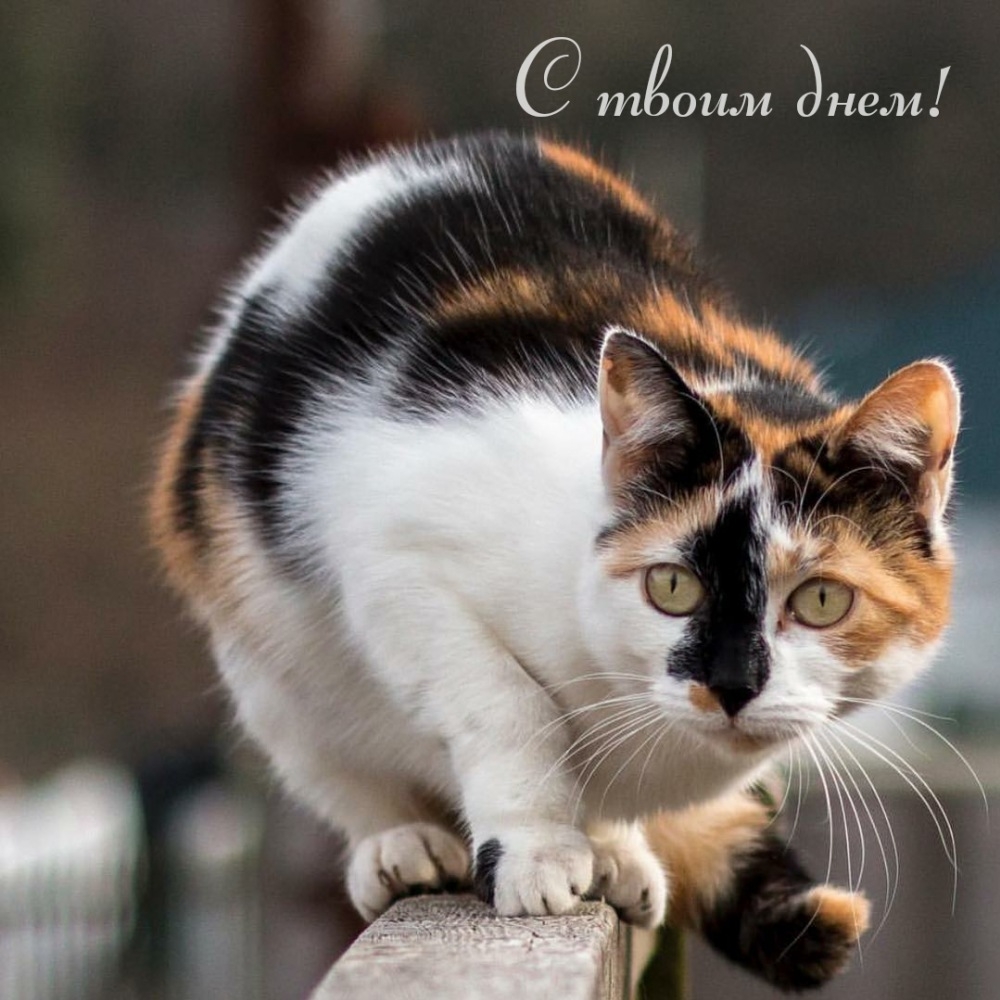 С твоим днем!