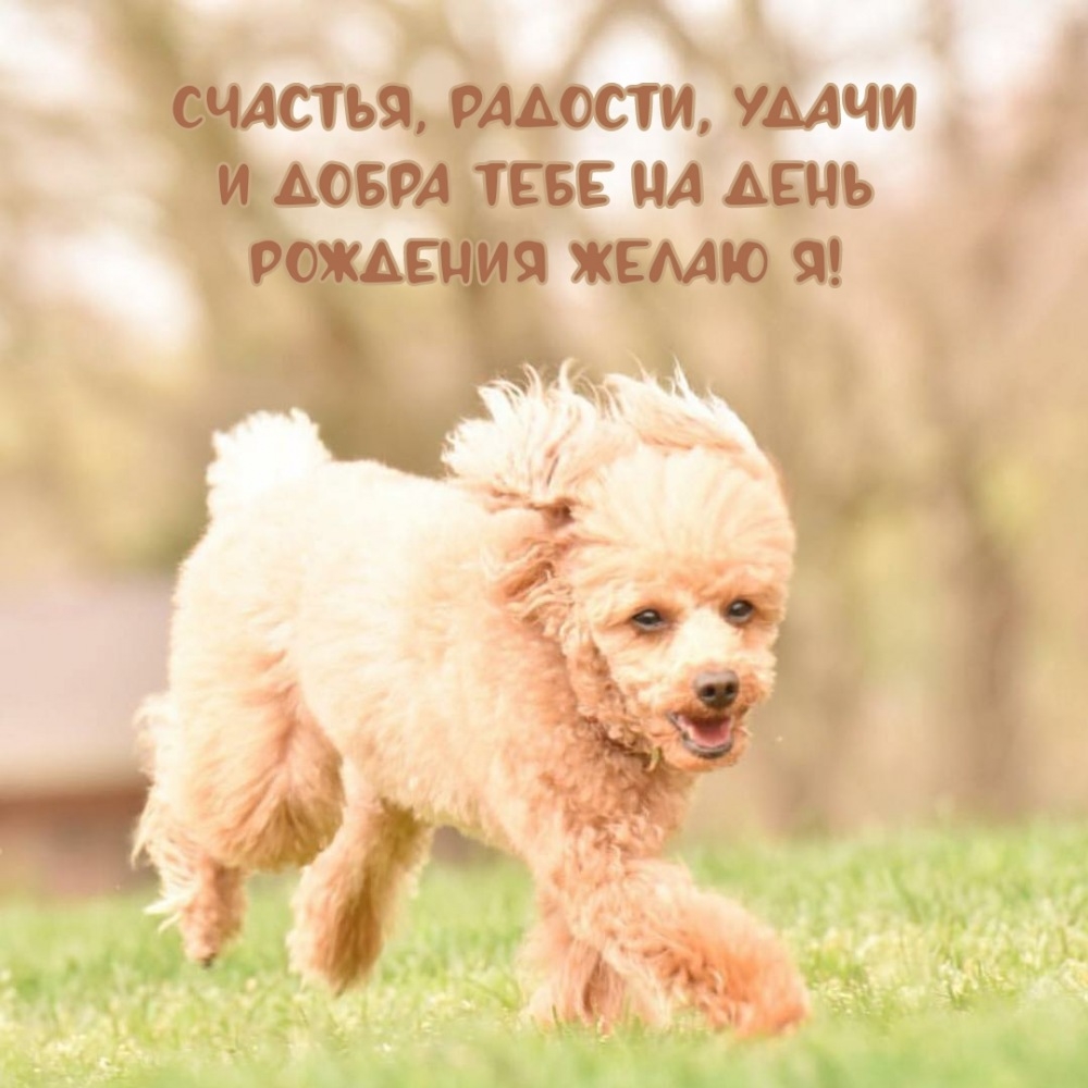 Счастья, радости, удачи и добра тебе на день рождения желаю я!