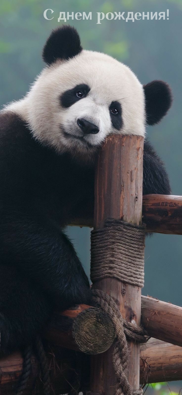 С днем рождения!
