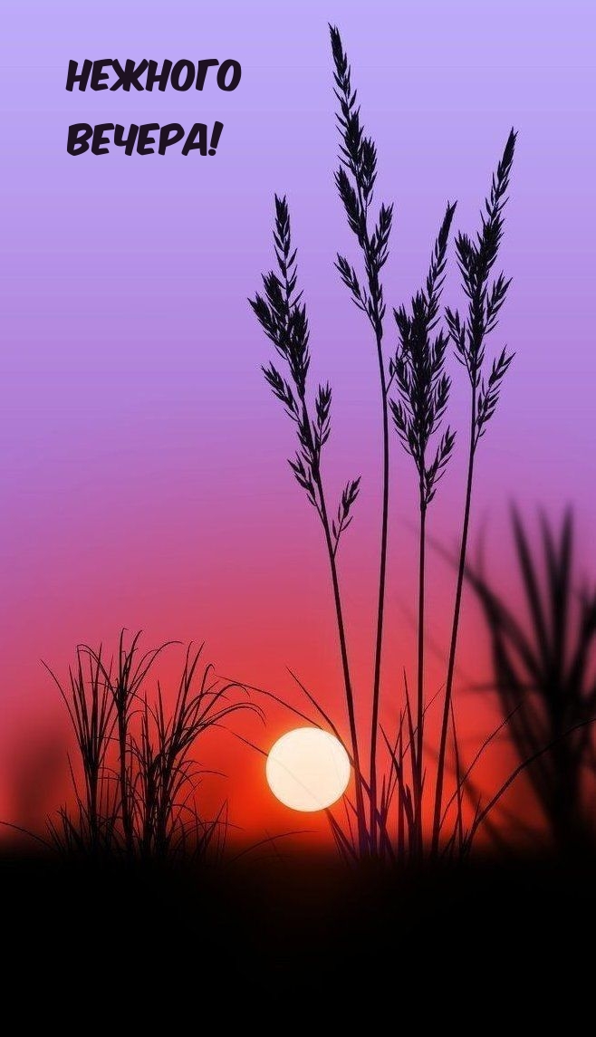 Нежного Вечера!