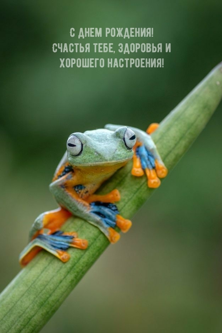 С днем рождения! Счастья тебе, здоровья и хорошего настроения!