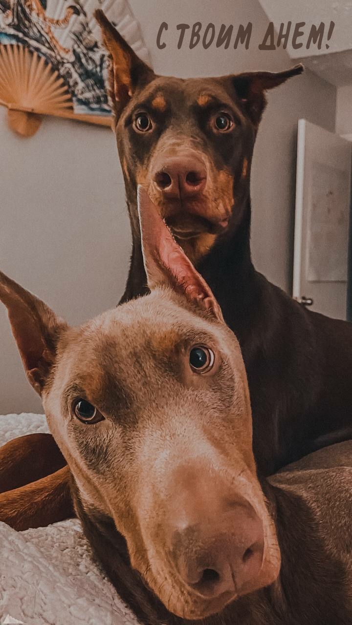 С твоим днем!