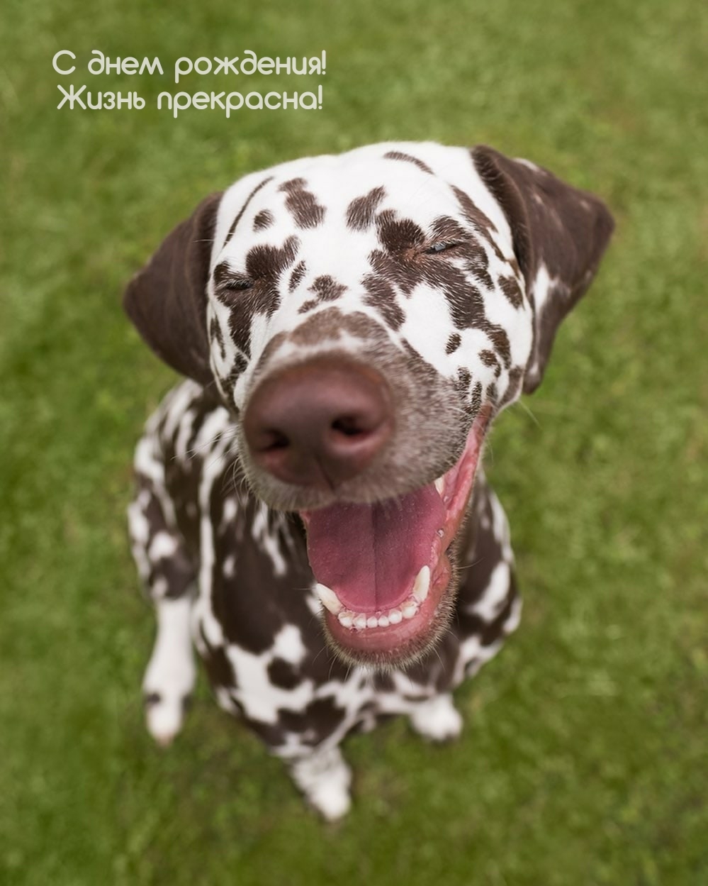 С днем рождения! Жизнь прекрасна!