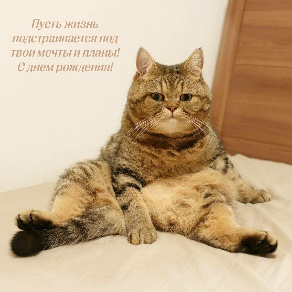 Пусть жизнь подстраивается под мечты и планы! С днем рождения!