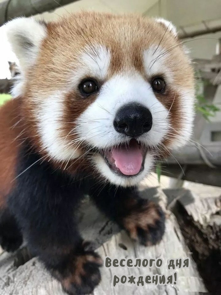 Веселого дня рождения! 