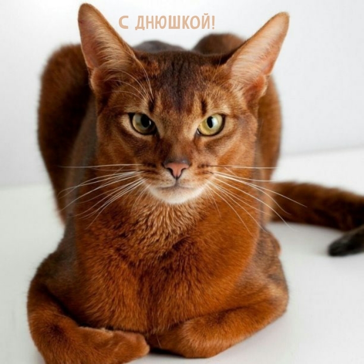 С днюшкой!