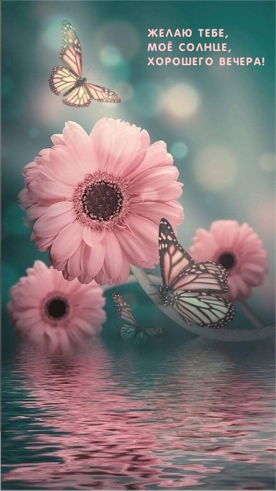 Желаю тебе, моё солнце, хорошего вечера! 