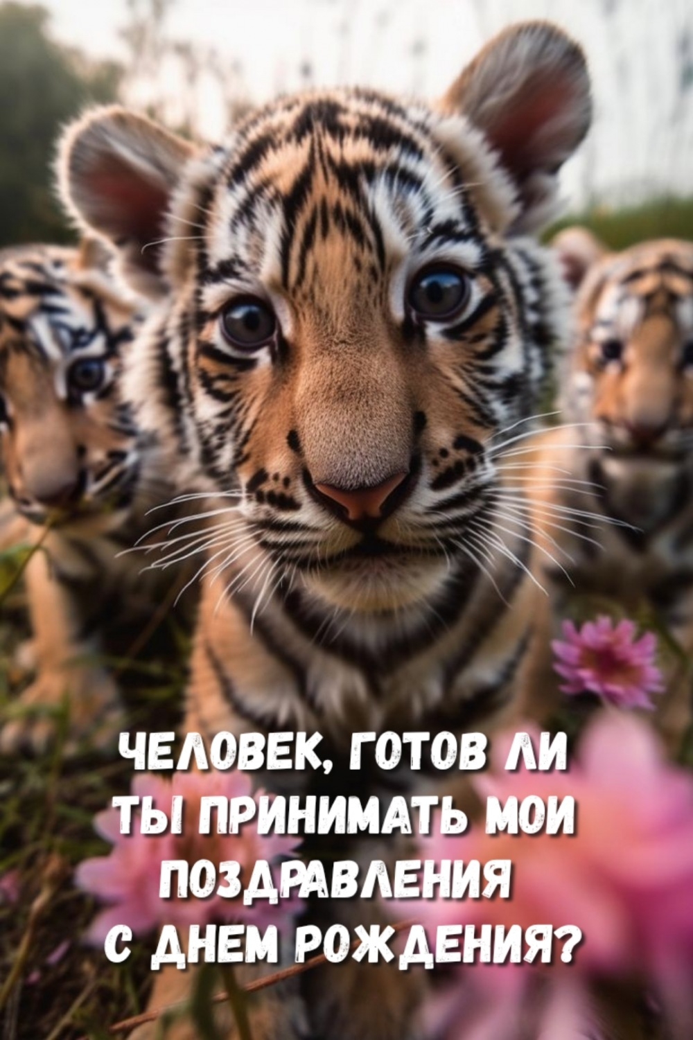 Человек, готов ли ты принимать мои поздравления с днем рождения?