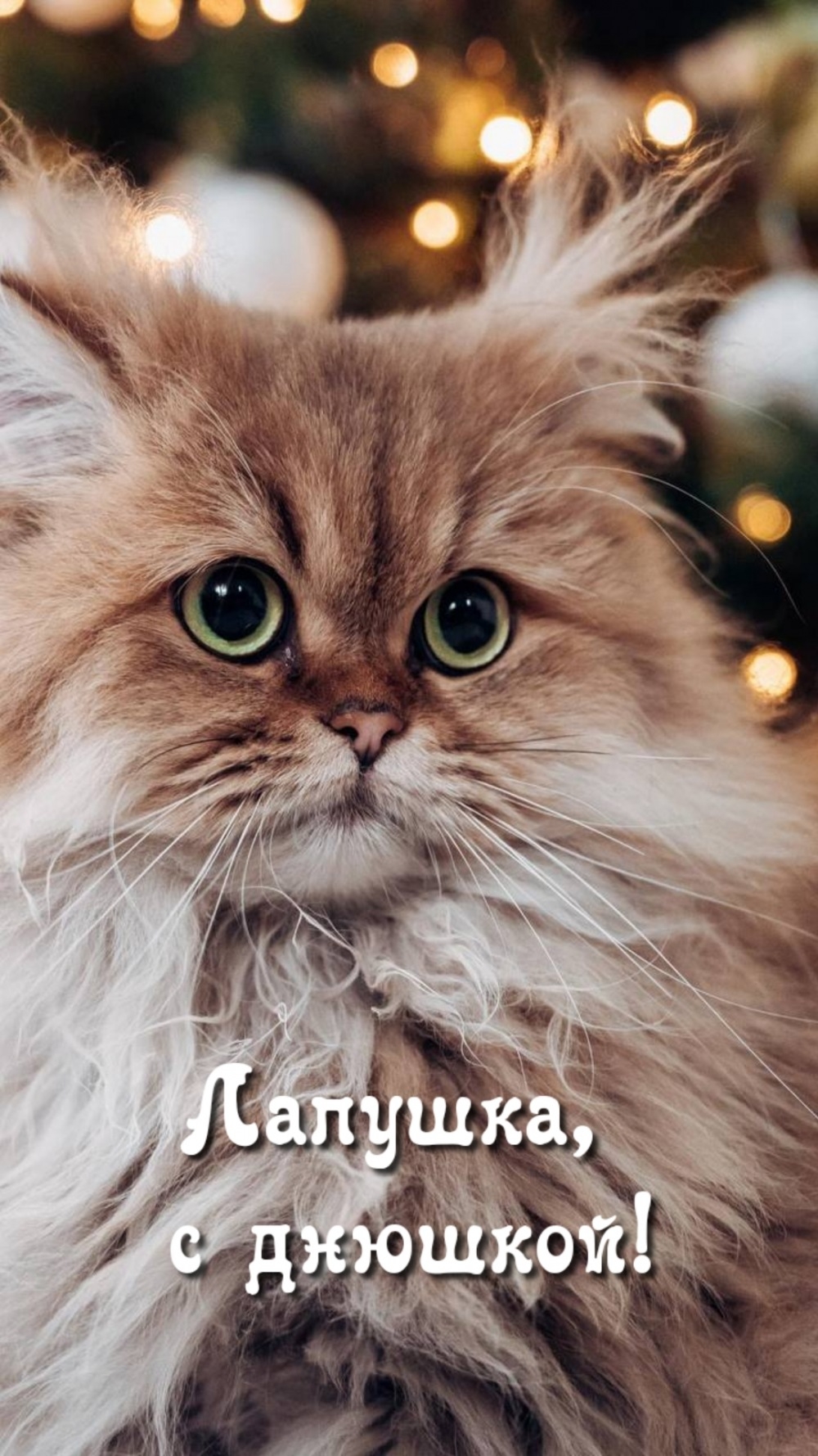 Лапушка, с днюшкой!