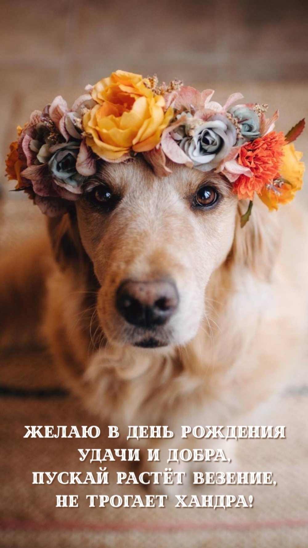 Желаю в день рождения удачи и добра
