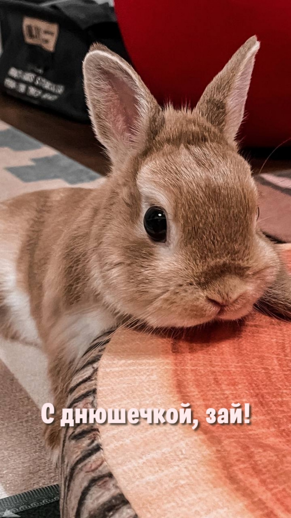 С днюшечкой, зай!