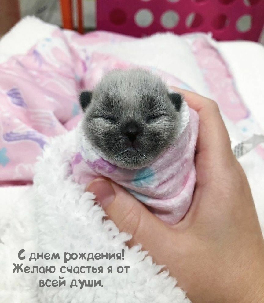 С днем рождения! Желаю счастья я от всей души.