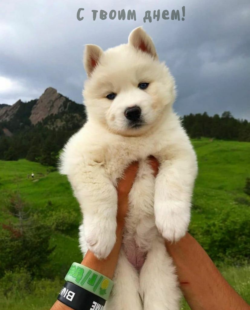 С твоим днем!