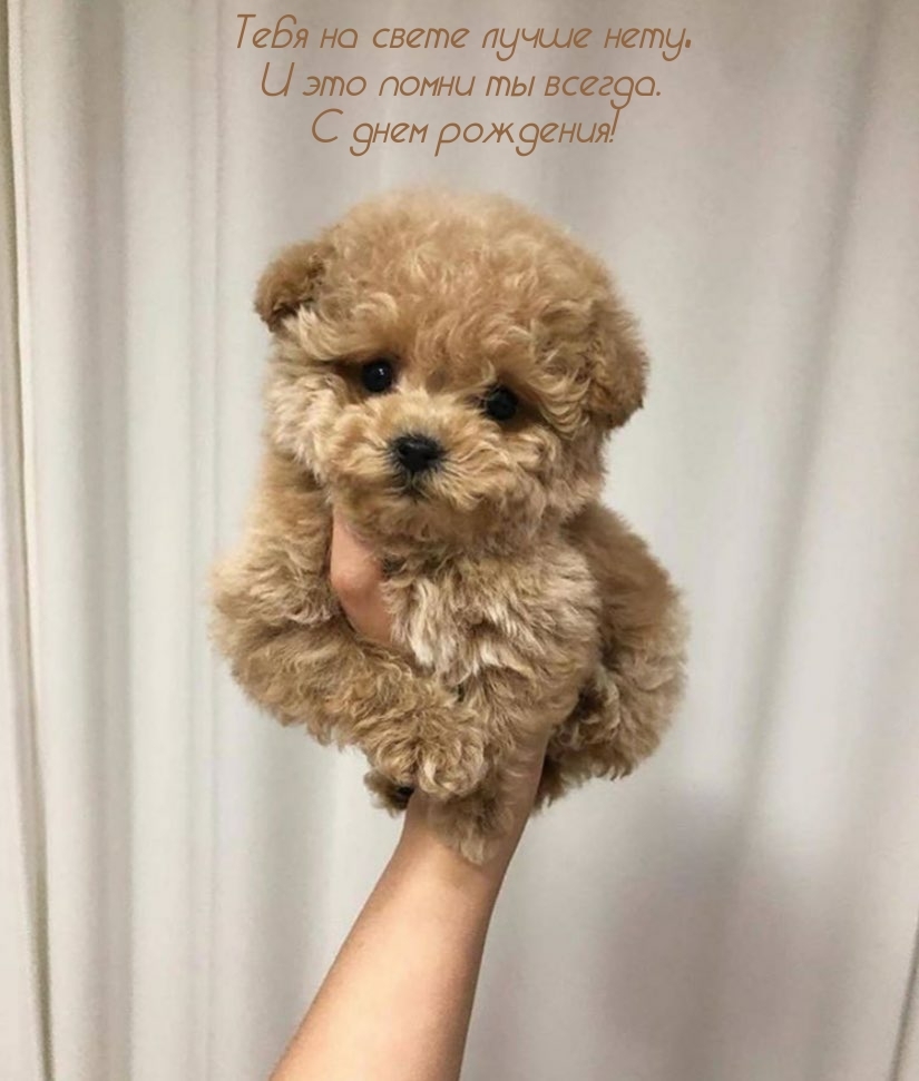 Тебя на свете лучше нету, и это помни ты всегда. С днем рождения!