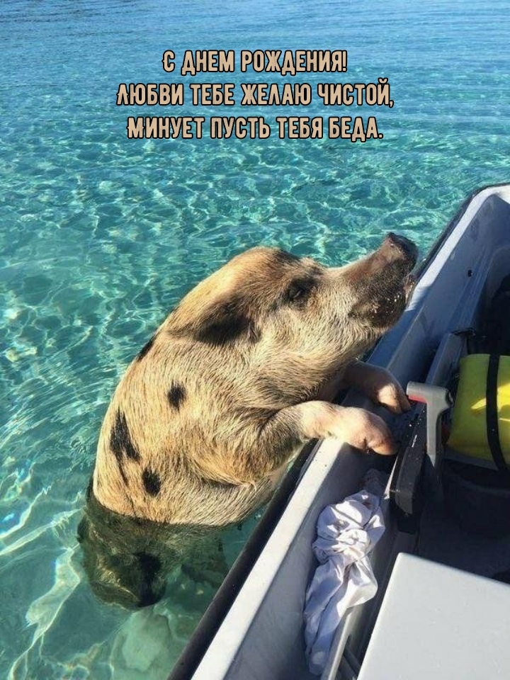 С днем рождения! Любви тебе желаю чистой