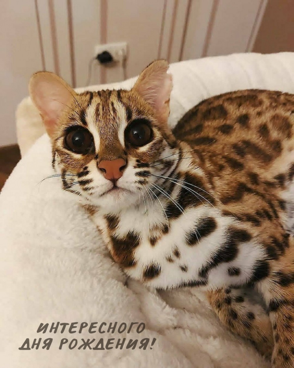 Интересного дня рождения! 