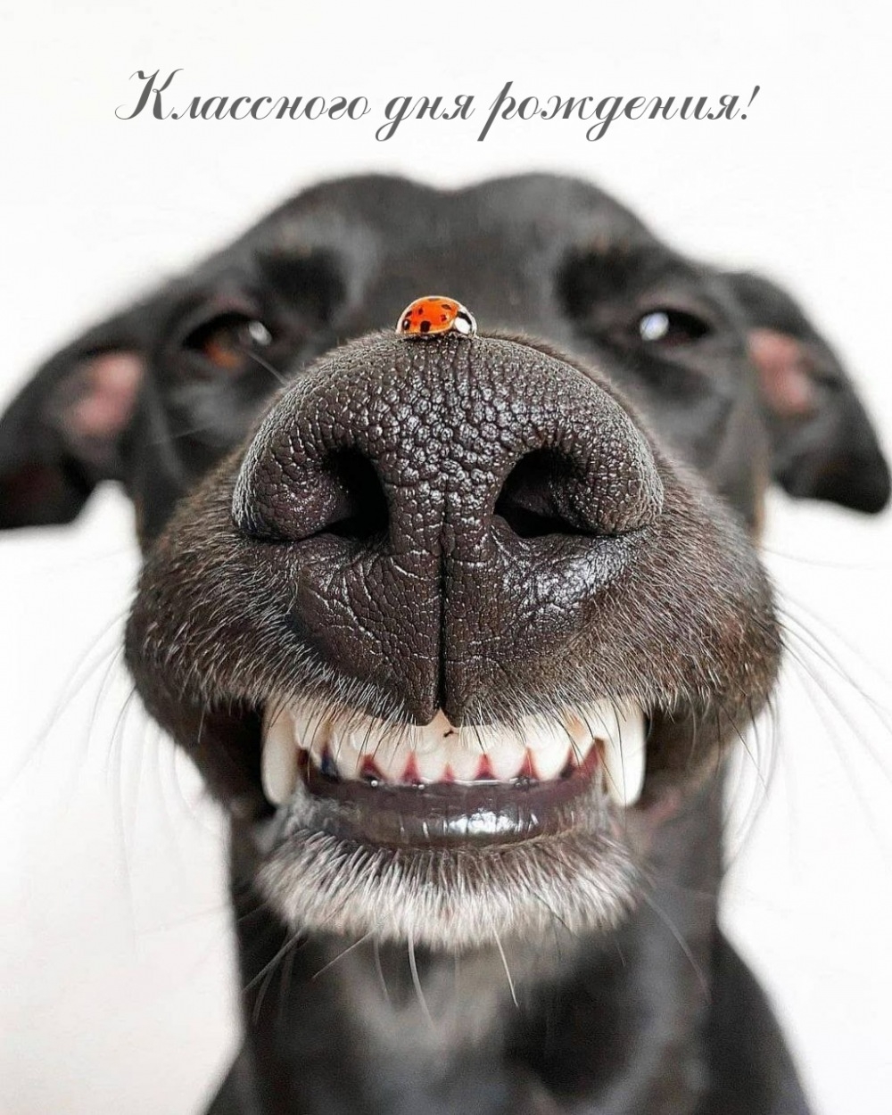 Классного дня рождения! 