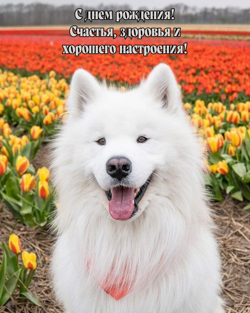 С днем рождения! Счастья, здоровья и хорошего настроения!