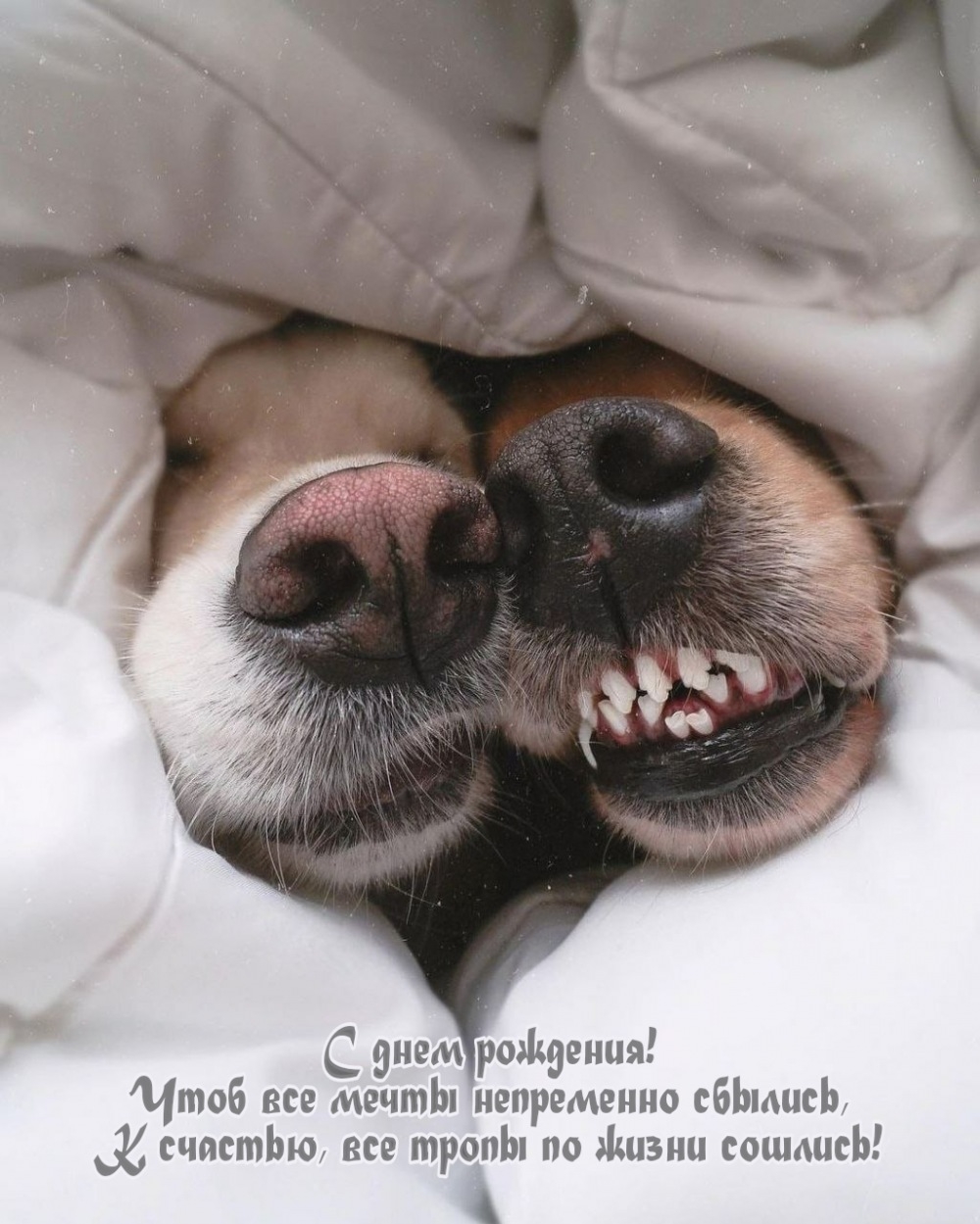 С днем рождения! Чтоб все мечты непременно сбылись
