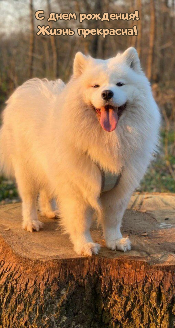 С днем рождения! Жизнь прекрасна!