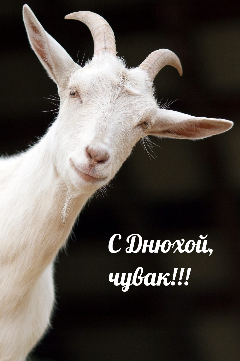 С Днюхой, чувак!