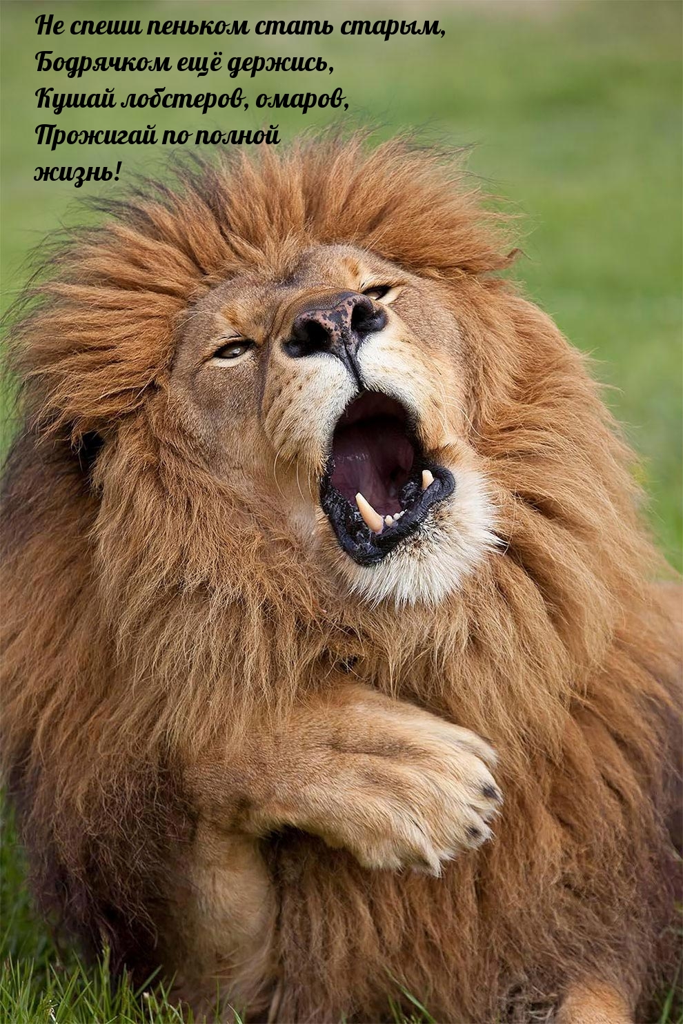 Не спеши пеньком стать старым, бодрячком ещё держись