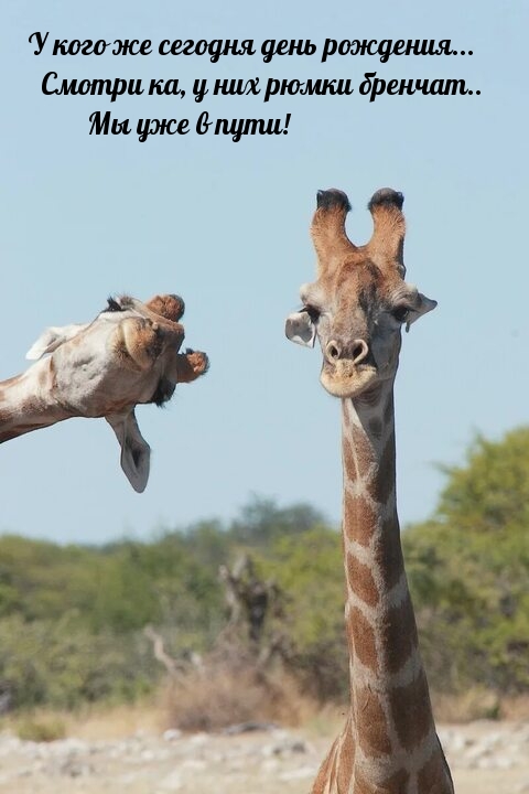 У кого же сегодня день рождения... Смотри ка, у них рюмки бренчат.. 