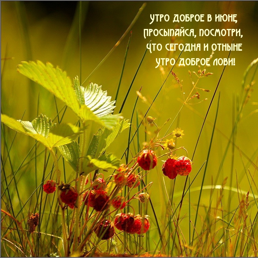 Утро доброе в июне, просыпайся, посмотри