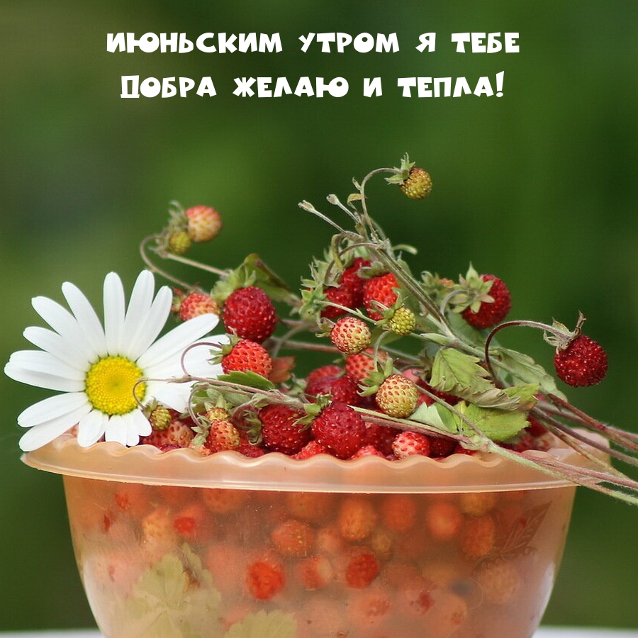 Июньским утром я тебе добра желаю и тепла!