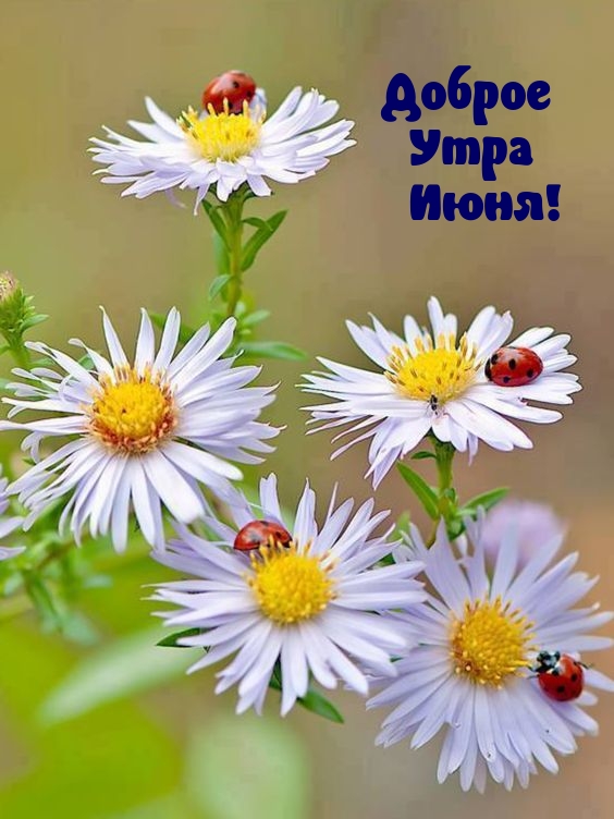 Доброе Утра Июня!