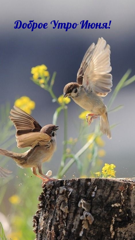 Доброе Утро Июня!