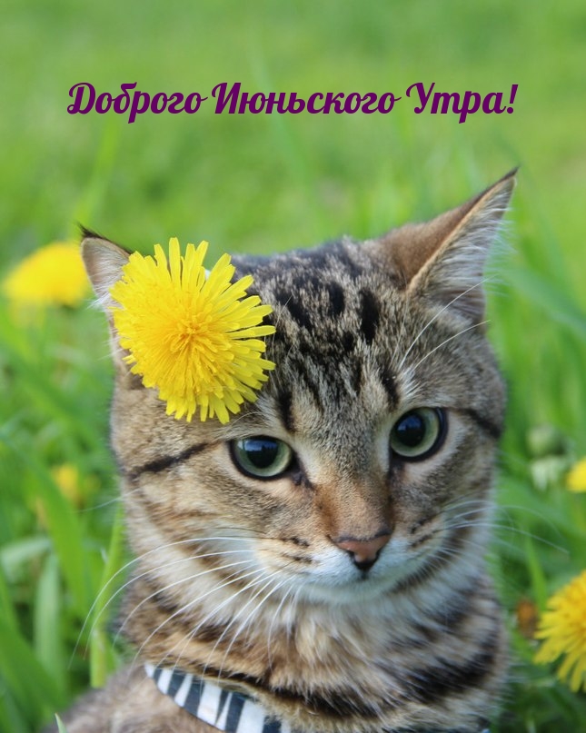 Доброго Июньского Утра!