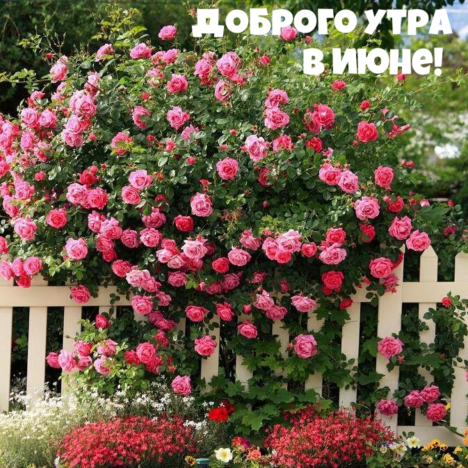 Доброго утра в июне!