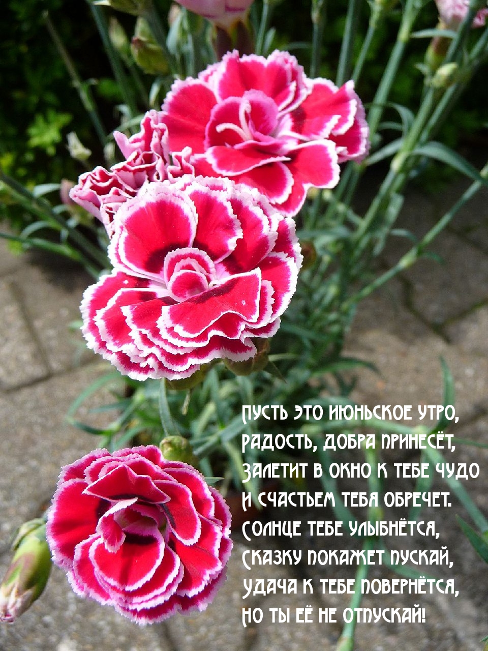Пусть это июньское утро, радость, добра принесёт