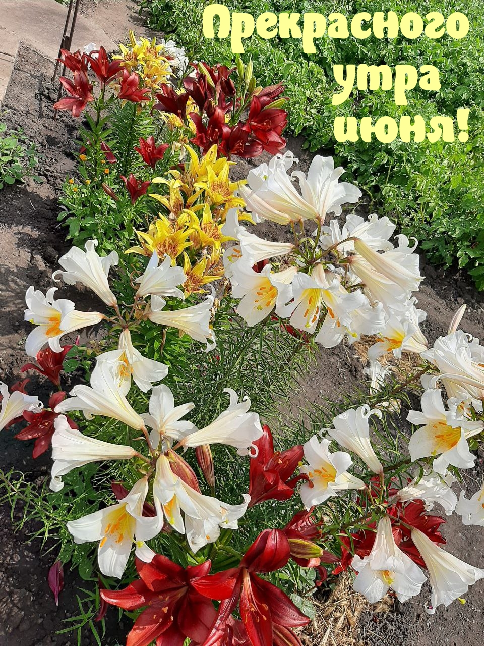 Прекрасного утра июня!      