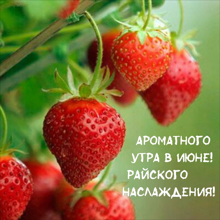 Ароматного утра в июне! Райского наслаждения!