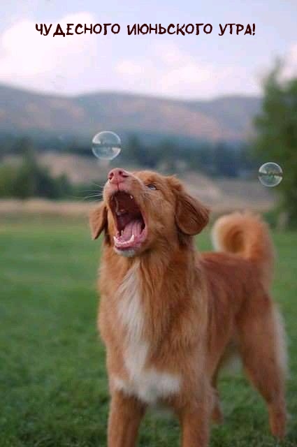 Чудесного июньского утра!
