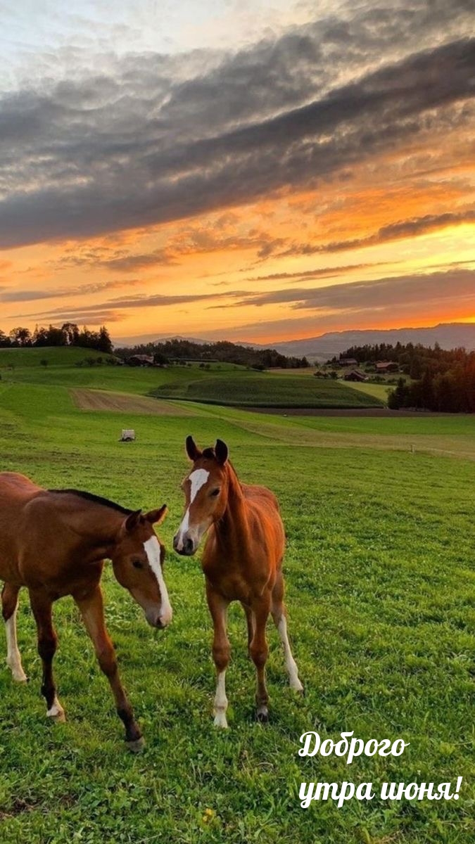 Доброго утра июня!