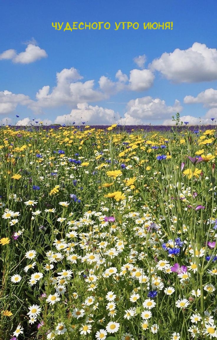 Чудесного утро июня!