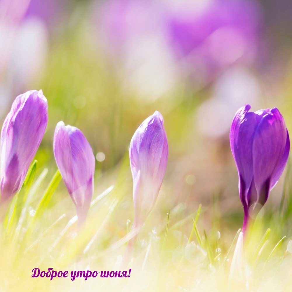 Доброе утро июня!