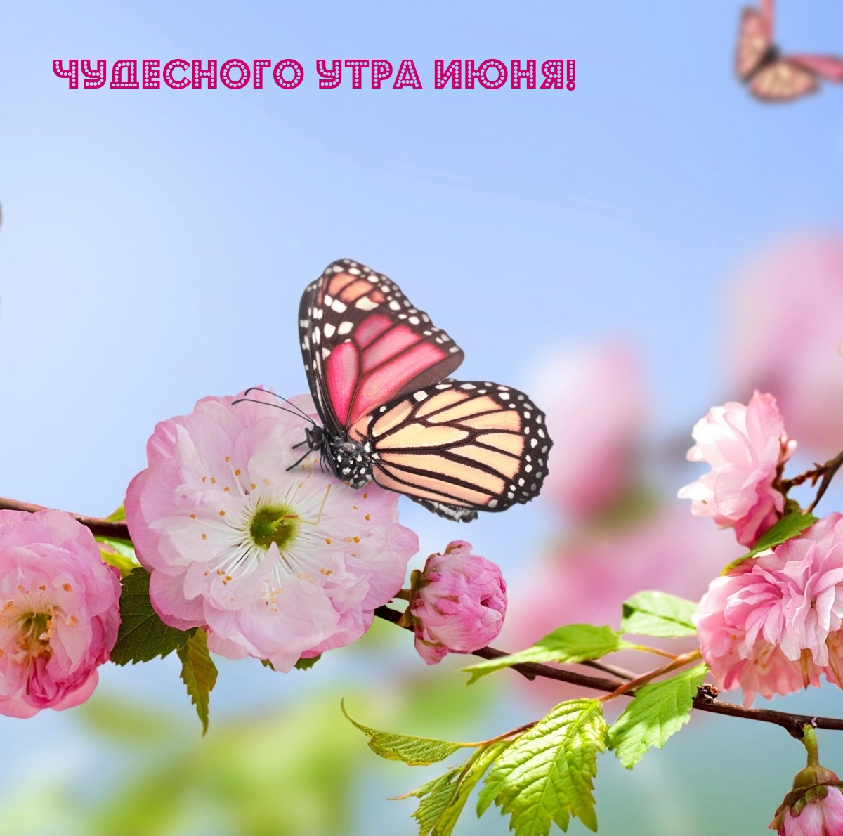 Чудесного утра июня!