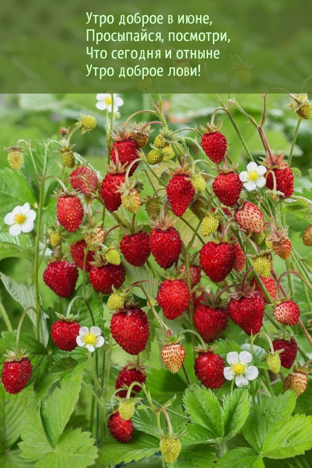 Утро доброе в июне, просыпайся, посмотри