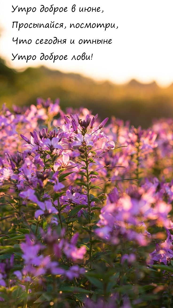 Утро доброе в июне, просыпайся, посмотри