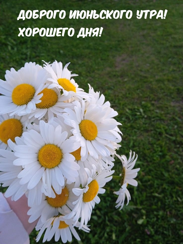 Доброго июньского утра! Хорошего дня!