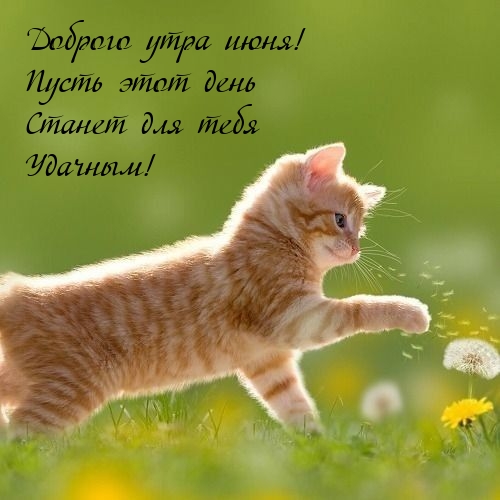 Доброго утра июня! Пусть этот день станет для тебя удачным!