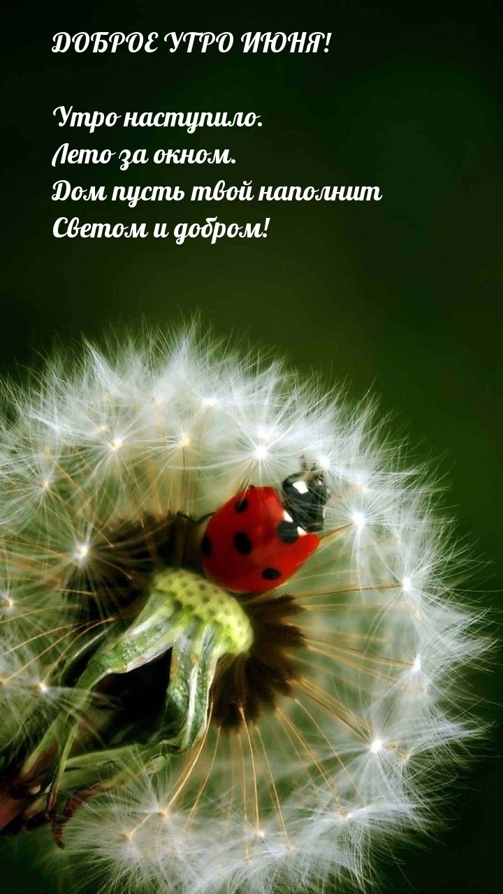 Доброе утро июня! Утро наступило. Лето за окном.