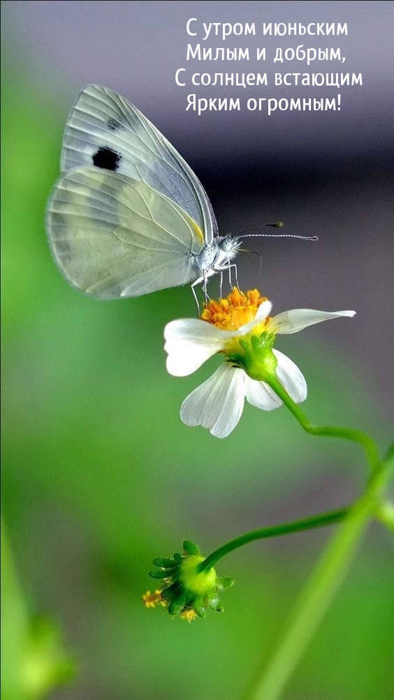 С утром июньским милым и добрым, с солнцем встающим