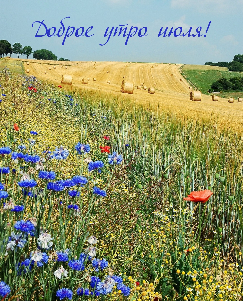 Доброе утро июля!