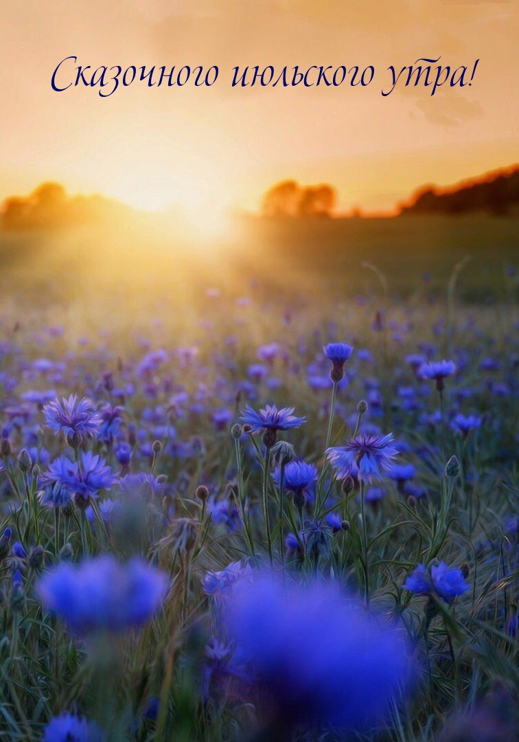 Сказочного июльского утра!